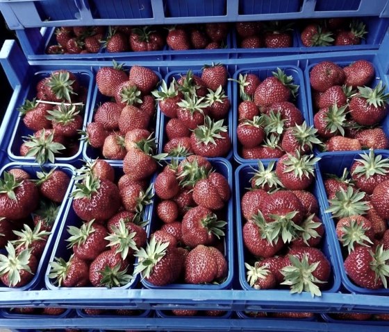 Erdbeeren, © Rosen- und Beerengarten © https://www.facebook.com/Rosen- und Beerengarten-11 Erdbeeren, © Rosen- und Beerengarten © https://www.facebook.com/Rosen- und Beerengarten-11