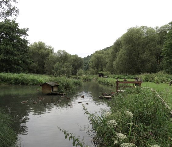 Der Morswiesener Weiher, © Foto: Svenja Schulze-Entrup, Quelle: Touristik-Büro Vordereifel Der Morswiesener Weiher, © Foto: Svenja Schulze-Entrup, Quelle: Touristik-Büro Vordereifel