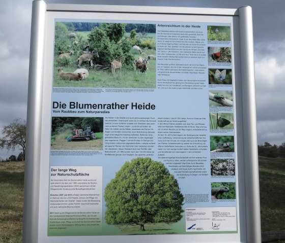 Infotafel zur Blumenrather Heide, © Foto: Svenja Schulze-Entrup, Quelle: Touristik-Büro Vordereifel Infotafel zur Blumenrather Heide, © Foto: Svenja Schulze-Entrup, Quelle: Touristik-Büro Vordereifel
