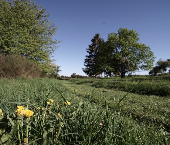Grüne Wiese mit blühendem Löwenzahn, umgeben von Bäumen unter klarem, blauem Himmel. Grüne Wiese mit blühendem Löwenzahn, umgeben von Bäumen unter klarem, blauem Himmel.