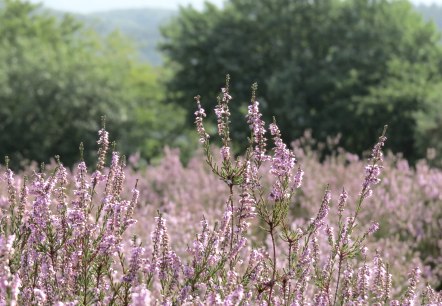 Blühende Heide bei Langscheid, © Foto: Svenja Schulze-Entrup, Quelle: Touristik-Büro Vordereifel Blühende Heide bei Langscheid, © Foto: Svenja Schulze-Entrup, Quelle: Touristik-Büro Vordereifel