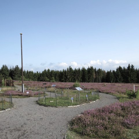 Jardin de bruyère sur le Wabelsberg, © Foto: Svenja Schulze-Entrup, Quelle: Touristik-Büro Vordereifel Jardin de bruyère sur le Wabelsberg, © Foto: Svenja Schulze-Entrup, Quelle: Touristik-Büro Vordereifel