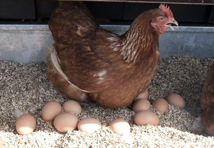 Hühner vom Ökohof, © Ökohof Halfmann Hühner vom Ökohof, © Ökohof Halfmann