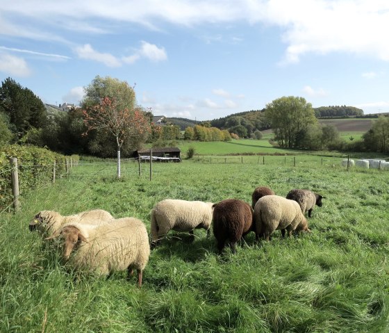 Nach dem Almabtrieb, © Touristik-Büro Vordereifel Nach dem Almabtrieb, © Touristik-Büro Vordereifel