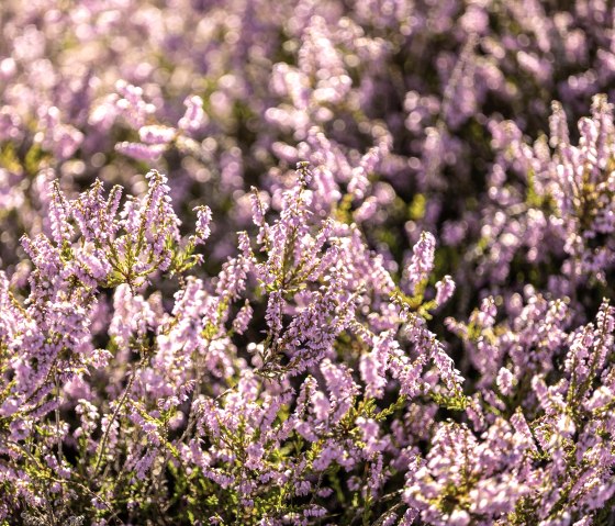 Heideblüte am Traumpfad Wacholderweg - Lila blühende Heidepflanzen in voller Blüte, die ein Meer aus Farben bilden. Die Sonne beleuchtet die zarten Blüten., © Eifel Tourismus GmbH, Dominik Ketz Heideblüte am Traumpfad Wacholderweg - Lila blühende Heidepflanzen in voller Blüte, die ein Meer aus Farben bilden. Die Sonne beleuchtet die zarten Blüten., © Eifel Tourismus GmbH, Dominik Ketz