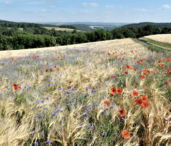 Profiter de vues lointaines sur l'Eifel., © Christoph Gerhartz Profiter de vues lointaines sur l'Eifel., © Christoph Gerhartz