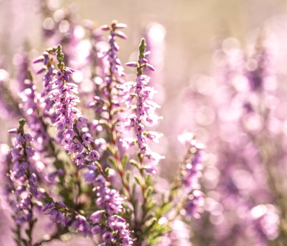Fleurs de bruyère sur le sentier de rêve « Wacholderweg », © Eifel Tourismus GmbH, Dominik Ketz Fleurs de bruyère sur le sentier de rêve « Wacholderweg », © Eifel Tourismus GmbH, Dominik Ketz