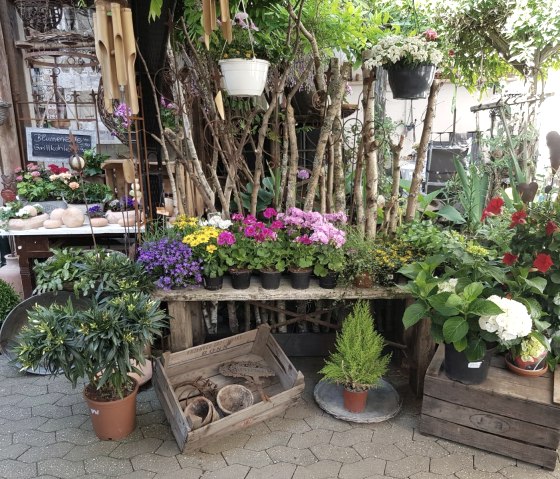 Pflanzen je nach Jahreszeit, © Foto: Sommer/Meier, Quelle: Deko-Scheune Hausten Pflanzen je nach Jahreszeit, © Foto: Sommer/Meier, Quelle: Deko-Scheune Hausten