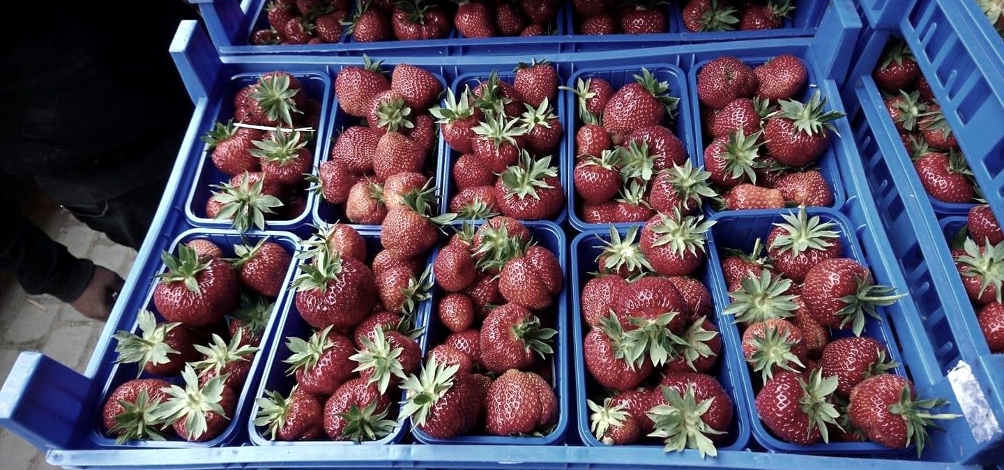Erdbeeren, © Rosen- und Beerengarten © https://www.facebook.com/Rosen- und Beerengarten-11 Erdbeeren, © Rosen- und Beerengarten © https://www.facebook.com/Rosen- und Beerengarten-11