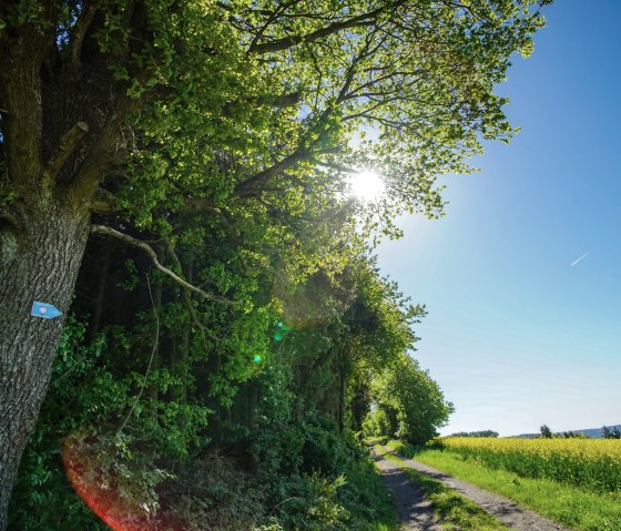 Feldweg an einem Waldrand bei Sonnenschein, © Laura Rinneburger Feldweg an einem Waldrand bei Sonnenschein, © Laura Rinneburger
