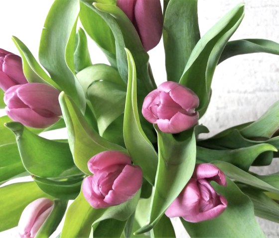 Ein Hauch von Frühling Ein Hauch von Frühling