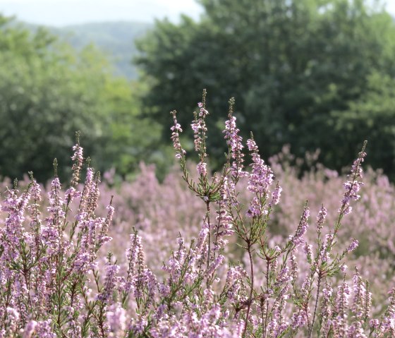 Blühende Heidepflanzen in zartem Rosa erstrecken sich über eine Wiese, umgeben von grünen Bäumen im Hintergrund., © Svenja Schulze-Entrup Blühende Heidepflanzen in zartem Rosa erstrecken sich über eine Wiese, umgeben von grünen Bäumen im Hintergrund., © Svenja Schulze-Entrup