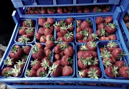 Erdbeeren, © Rosen- und Beerengarten © https://www.facebook.com/Rosen- und Beerengarten-11 Erdbeeren, © Rosen- und Beerengarten © https://www.facebook.com/Rosen- und Beerengarten-11