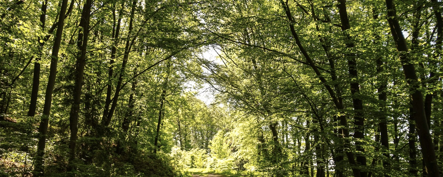 Wegstück des Weitblick Wanderwegs, © Laura Rinneburger Wegstück des Weitblick Wanderwegs, © Laura Rinneburger