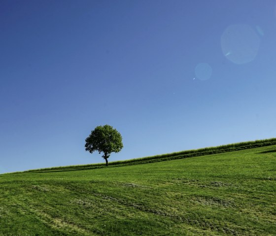 Arbre dans un champ avec un ciel bleu, © Laura Rinneburger Arbre dans un champ avec un ciel bleu, © Laura Rinneburger