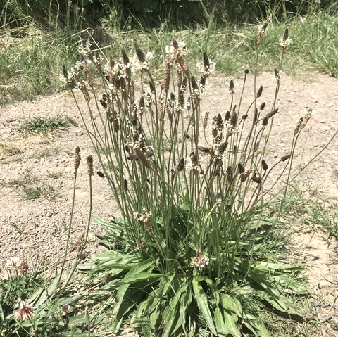 Spitzwegerich, © Johanna Schwarm Spitzwegerich, © Johanna Schwarm