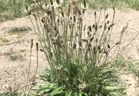 Spitzwegerich, © Johanna Schwarm Spitzwegerich, © Johanna Schwarm