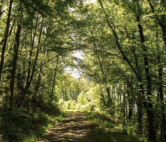 Chemin forestier en été, © Laura Rinneburger Chemin forestier en été, © Laura Rinneburger