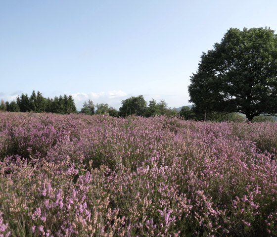 La lande de genévriers près de Langscheid, © Svenja Schulze-Entrup La lande de genévriers près de Langscheid, © Svenja Schulze-Entrup