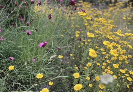 Blumenwiese, © Iris Fuhrmann Blumenwiese, © Iris Fuhrmann