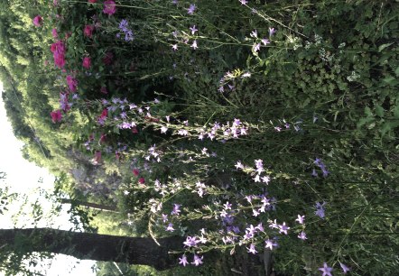 Kräuter am Monrealer Burgberg, © Claudia Bilzer Kräuter am Monrealer Burgberg, © Claudia Bilzer