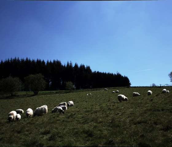 Moutons sur le chemin de Jodokus, © Laura Rinneburger Moutons sur le chemin de Jodokus, © Laura Rinneburger