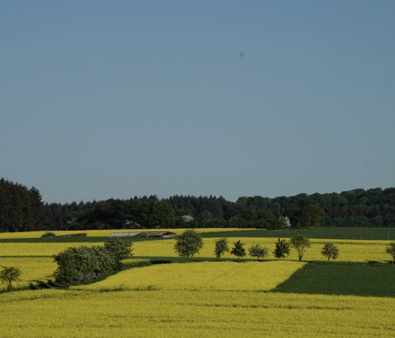 Wiesbachtalweg in Weiler/ Eifel, © Laura Rinneburger Wiesbachtalweg in Weiler/ Eifel, © Laura Rinneburger