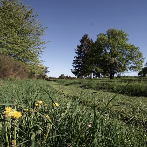 Grüne Wiese mit blühendem Löwenzahn, umgeben von Bäumen unter klarem, blauem Himmel. Grüne Wiese mit blühendem Löwenzahn, umgeben von Bäumen unter klarem, blauem Himmel.