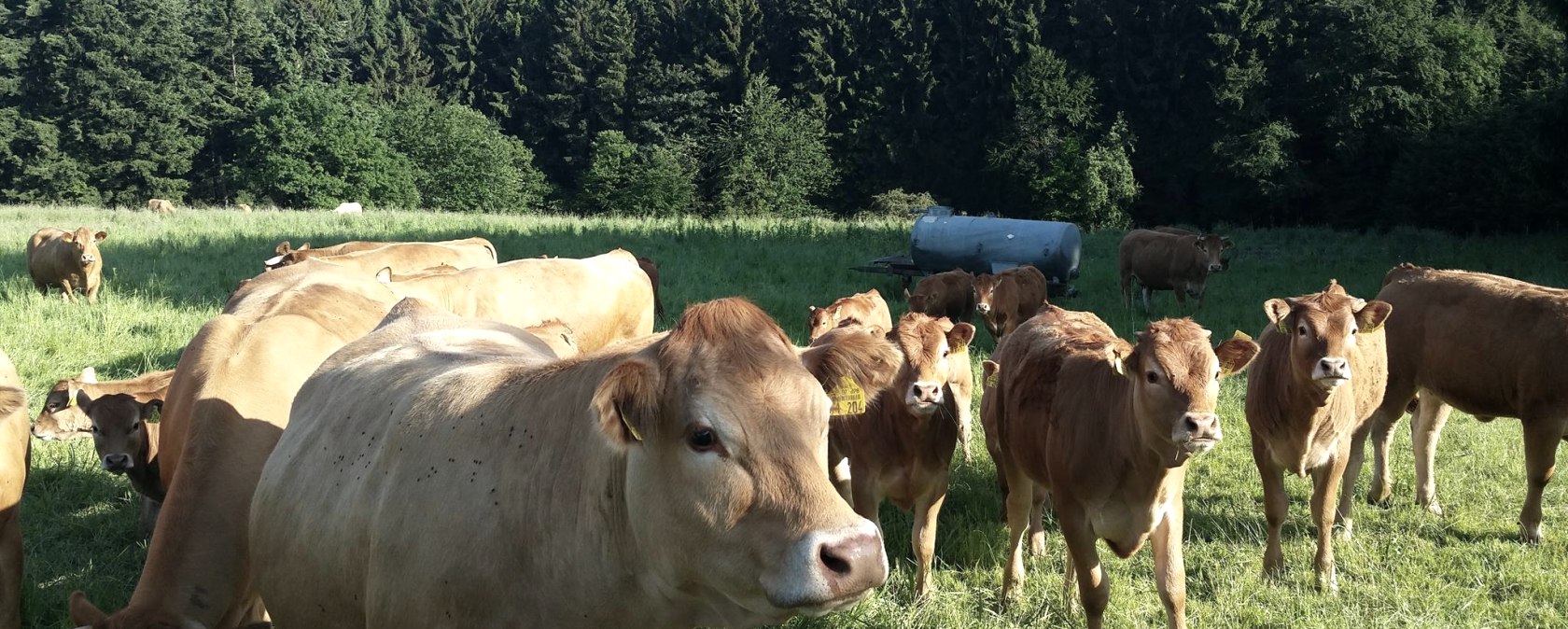 Cows from the organic farm, © Ökohof Halfmann Cows from the organic farm, © Ökohof Halfmann