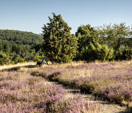 Heideblüte am Traumpfad Wacholderweg, © Eifel Tourismus GmbH, Dominik Ketz Heideblüte am Traumpfad Wacholderweg, © Eifel Tourismus GmbH, Dominik Ketz