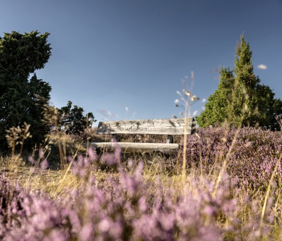 Traumpfad Wacholderweg: Holzbank umgeben von blühender Heide und Wacholderbüschen unter blauem Himmel., © Eifel Tourismus, Dominik Ketz Traumpfad Wacholderweg: Holzbank umgeben von blühender Heide und Wacholderbüschen unter blauem Himmel., © Eifel Tourismus, Dominik Ketz