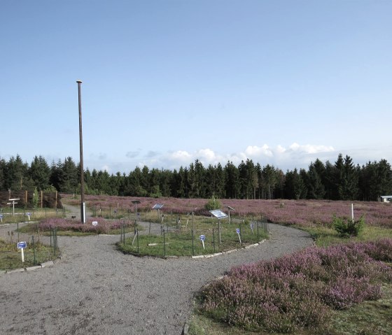 Jardin de bruyère sur le Wabelsberg, © Foto: Svenja Schulze-Entrup, Quelle: Touristik-Büro Vordereifel Jardin de bruyère sur le Wabelsberg, © Foto: Svenja Schulze-Entrup, Quelle: Touristik-Büro Vordereifel
