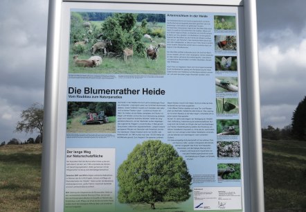 Infotafel zur Blumenrather Heide, © Foto: Svenja Schulze-Entrup, Quelle: Touristik-Büro Vordereifel Infotafel zur Blumenrather Heide, © Foto: Svenja Schulze-Entrup, Quelle: Touristik-Büro Vordereifel