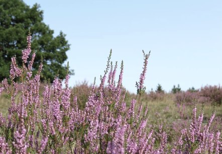Die Wacholderheide, © Foto: Svenja Schulze-Entrup, Quelle: Touristik-Büro Vordereifel Die Wacholderheide, © Foto: Svenja Schulze-Entrup, Quelle: Touristik-Büro Vordereifel