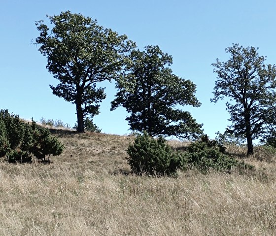 Umgebung im Sommer Umgebung im Sommer