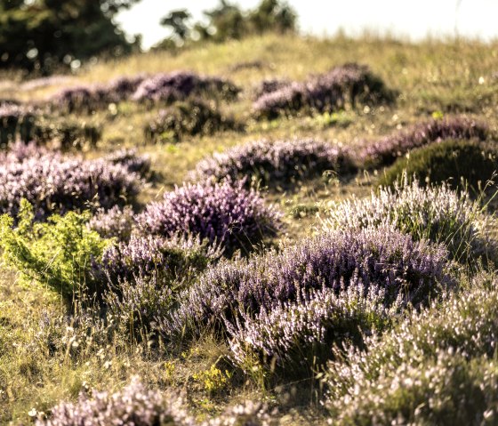 Heideblüte am Traumpfad Bergheidenweg, © Eifel Tourismus GmbH, Dominik Ketz Heideblüte am Traumpfad Bergheidenweg, © Eifel Tourismus GmbH, Dominik Ketz