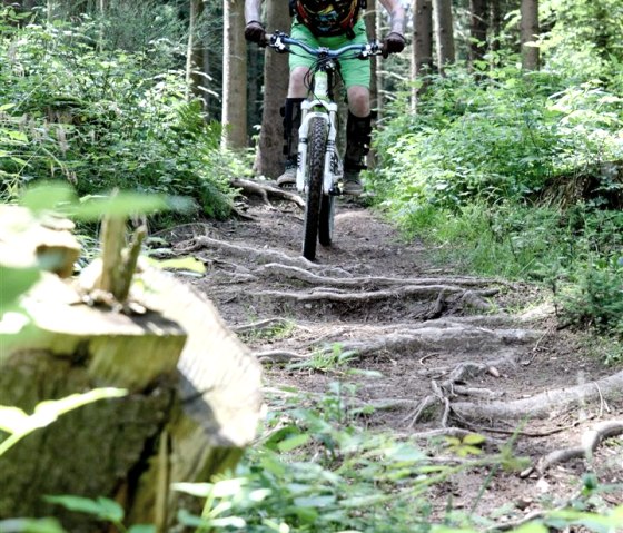Ein Mountainbiker fährt auf einem schmalen Waldweg in der Eifel. Der Weg ist von Bäumen und dichtem Grün umgeben., © schanze communication Ein Mountainbiker fährt auf einem schmalen Waldweg in der Eifel. Der Weg ist von Bäumen und dichtem Grün umgeben., © schanze communication