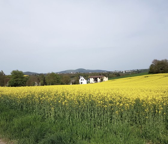 muehlsteinwanderweg-blick-ueber-felder muehlsteinwanderweg-blick-ueber-felder