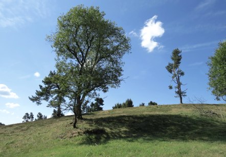Grüne Wiese mit vereinzelten Bäumen unter klarem, blauem Himmel. Eine kleine Wolke schwebt über der Landschaft., © Svenja Schulze-Entrup Grüne Wiese mit vereinzelten Bäumen unter klarem, blauem Himmel. Eine kleine Wolke schwebt über der Landschaft., © Svenja Schulze-Entrup