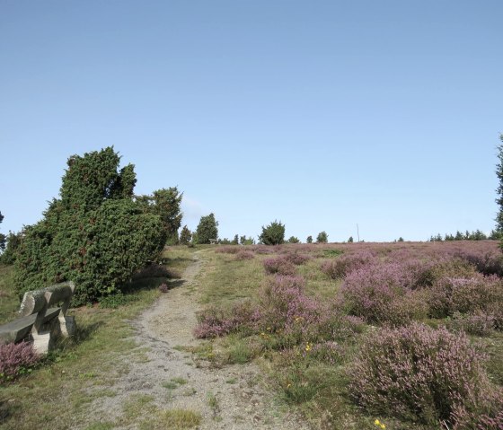 la lande en fleurs sur le Wabelsberg, © Foto: Svenja Schulze-Entrup, Quelle: Touristik-Büro Vordereifel la lande en fleurs sur le Wabelsberg, © Foto: Svenja Schulze-Entrup, Quelle: Touristik-Büro Vordereifel