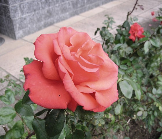 Rose Rose
