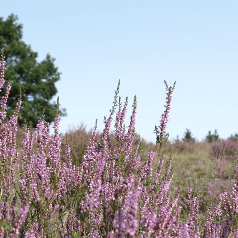 Die Wacholderheide, © Foto: Svenja Schulze-Entrup, Quelle: Touristik-Büro Vordereifel Die Wacholderheide, © Foto: Svenja Schulze-Entrup, Quelle: Touristik-Büro Vordereifel