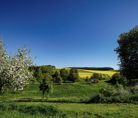 Arbres en fleurs dans des champs verts avec un ciel bleu, © Laura Rinneburger Arbres en fleurs dans des champs verts avec un ciel bleu, © Laura Rinneburger