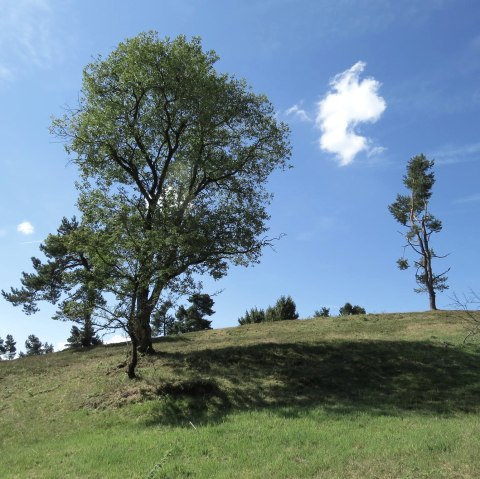 Groene weide met verspreide bomen onder een helderblauwe hemel. Een kleine wolk zweeft over het landschap., © Svenja Schulze-Entrup Groene weide met verspreide bomen onder een helderblauwe hemel. Een kleine wolk zweeft over het landschap., © Svenja Schulze-Entrup