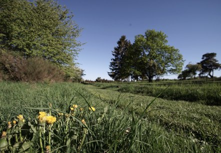 Grüne Wiese mit blühendem Löwenzahn, umgeben von Bäumen unter klarem, blauem Himmel. Grüne Wiese mit blühendem Löwenzahn, umgeben von Bäumen unter klarem, blauem Himmel.