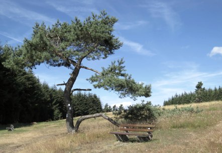 Ein einsamer Baum neigt sich über eine Holzbank in einer Heidelandschaft unter blauem Himmel. Im Hintergrund sind dichte Wälder zu sehen., © Svenja Schulze-Entrup Ein einsamer Baum neigt sich über eine Holzbank in einer Heidelandschaft unter blauem Himmel. Im Hintergrund sind dichte Wälder zu sehen., © Svenja Schulze-Entrup
