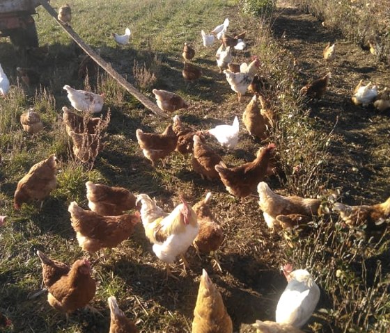 Rosen- und Beerengarten 5, © https://www.facebook.com/Rosen-und-Beerengarten-11 Rosen- und Beerengarten 5, © https://www.facebook.com/Rosen-und-Beerengarten-11