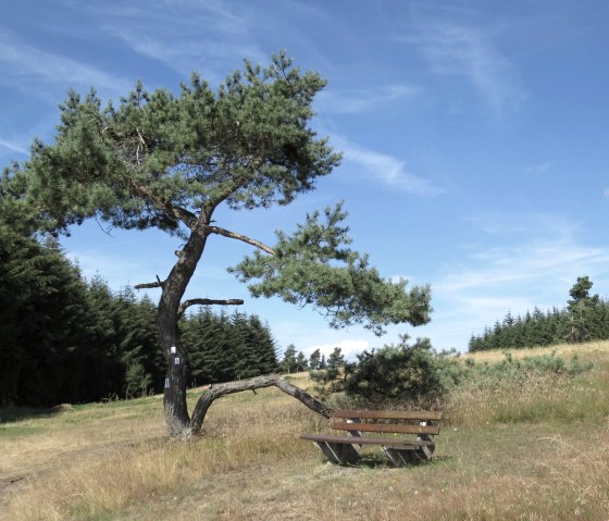 A bench stands under a leaning tree in a heath landscape. The sky is clear and blue, surrounded by green trees., © Svenja Schulze-Entrup A bench stands under a leaning tree in a heath landscape. The sky is clear and blue, surrounded by green trees., © Svenja Schulze-Entrup