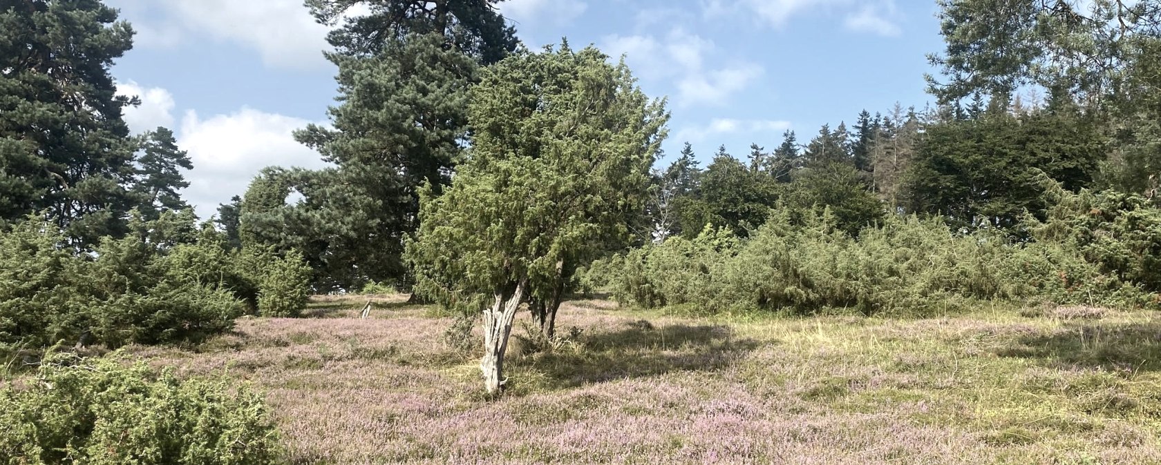 Wacholderheide, © Marcus Hüsgen Wacholderheide, © Marcus Hüsgen