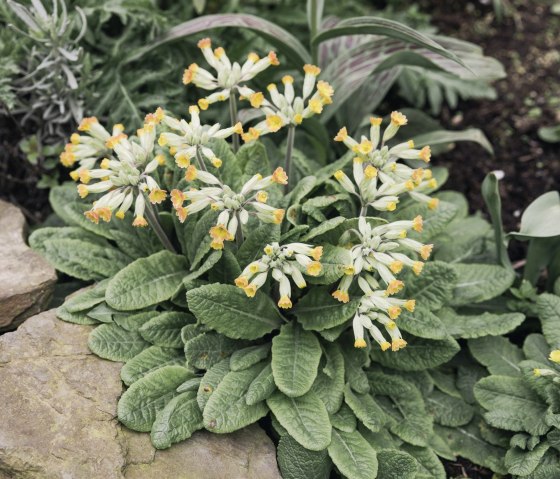 Haus_Schluesselblume_out_4_23-6_web Haus_Schluesselblume_out_4_23-6_web